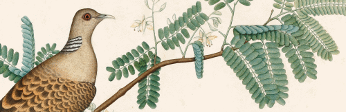 Detail from a watercolor on paper. “A Turtledove on a Tamarind Branch.” Signed by Zain al-Din India, Calcutta; 1778 51.9 × 72.4 cm (David Museum, Denmark)